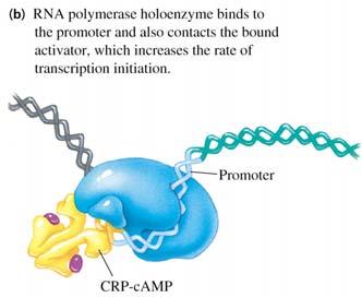 19 Binding site for catabolite activator protein (CAP) CAP-cAMP (same as CRP-cAMP) stimulates transcription at the lac