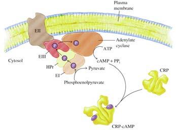 In the absence of glucose, enzyme III (EIII) transfers a phosphate group to adenylate cyclase leading to CRPcAMP increases CRP-cAMP activates transcription of other genes camp production Glc In the