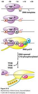 initiation in eukaryotes: basal transcription apparatus TFII: transcription factor for RNA Polymerase II TBA:TATA-box-binding protein CTD: carboxyl-terminal domain of RNA Pol II Enhancer: cis-acting