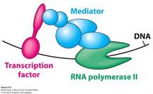 to form large complexes that interact with transcriptional machinery to activate or repress transcription.