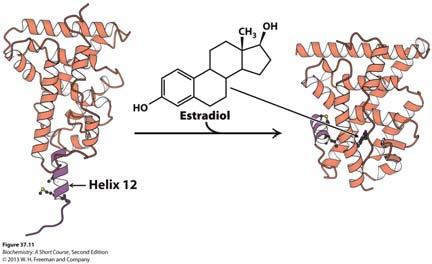 Ligand binding (estradiol) to nuclear hormone-receptor (estradiol receptor) Fig. 37.11/37.
