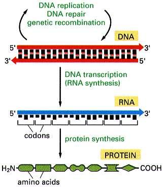 TRANSCRIPTION AND PROCESSING OF RNA 1. The steps of gene expression. 2. General characterization of transcription: steps, components of transcription apparatus. 3.