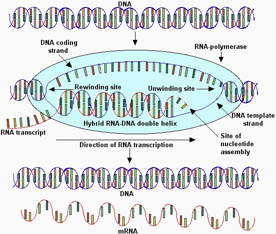 - Initiation (the most important) - Elongation - Termination Transcription and processing RNA-polymerases RNA-polymerases are enzymes which catalyze the synthesis of RNA using DNA as template.