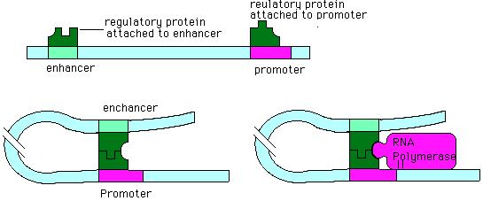 Transcription and processing template (+1) end incorporation of first ribonucleotide, usually ATP; - Initiation is finished by formation of first phosphodiester bond in newly synthesized RNA (Fig. 3).