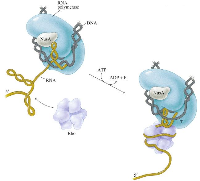 Formation of an RNA hairpin See Fig. 36.11 Rho-dependent termination of transcription (E.