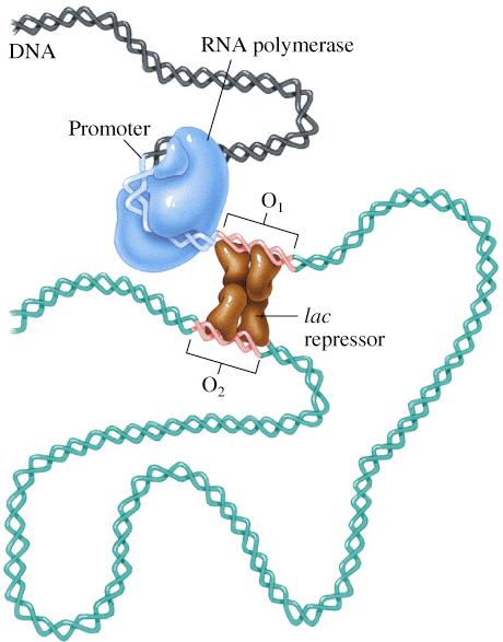 repressor interacts simultaneously with two sites near the lac promoter