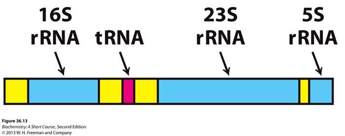 Many primary transcripts must be further processed to be active. Such transcripts include: trna, rrna and mrna in eukaryotes Types of transcript processing 1. removal of nucleotides 2.
