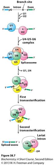 RNA in U1 snrnp has 6 nucleotides that bp to 5 splice site U2 and U6 snrnas form catalytic center of the spliceosome!
