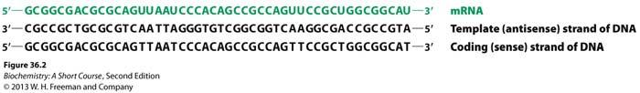 mrna versus Template and Coding strands of DNA Fig. 36.
