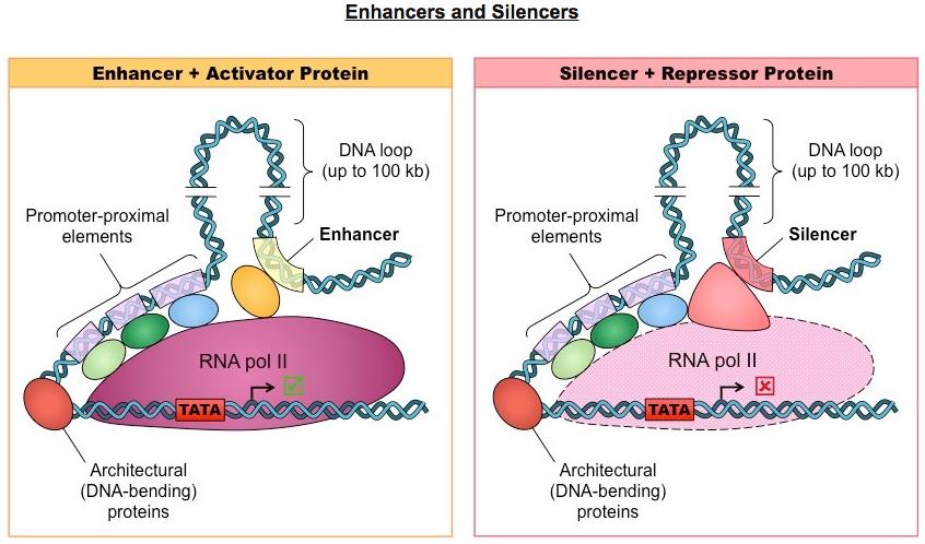 Gene expression is regulated by proteins that bind to