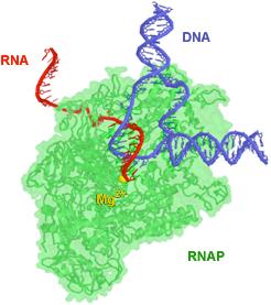 Transcription DNA --> RNA requires RNA polymerase enzyme three types (in Euk) [IB: you don t need to know the differences] RNAp II makes mrna RNAp extends new