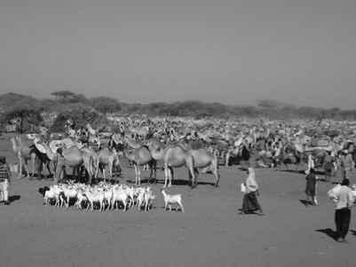 Government policies are often aimed at re-settling rather than supporting these pastoralist societies.