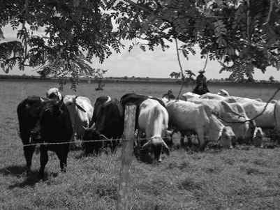 40 Chapter 4 Fig. 4.5. Zebu cattle in a ranch for specialized meat production in Cuba. Credit: Dorieke Goodijk.