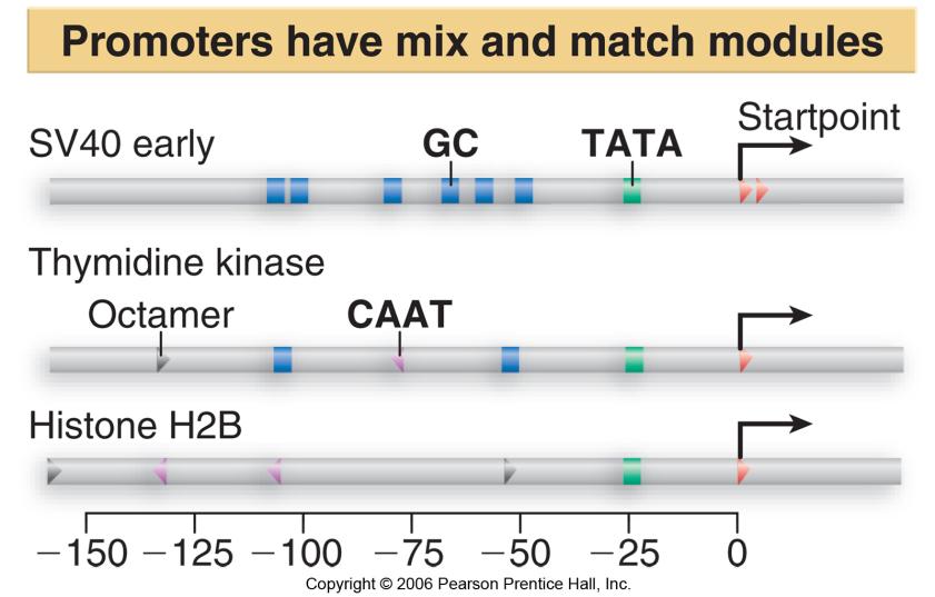 iv. Activators - efficiency and specificity of how - activators are proteins - TATA sequence important for - activators influence the - types of activator sequences a) CAAT box - often - can be -