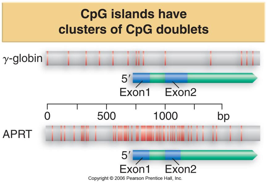 4. CpG islands are regulatory targets a.