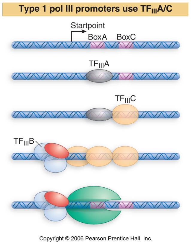 Type 1 - has 2 short conserved sequences - TF III C and TF III