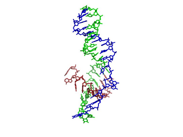 Bacteriophage T7 RNA