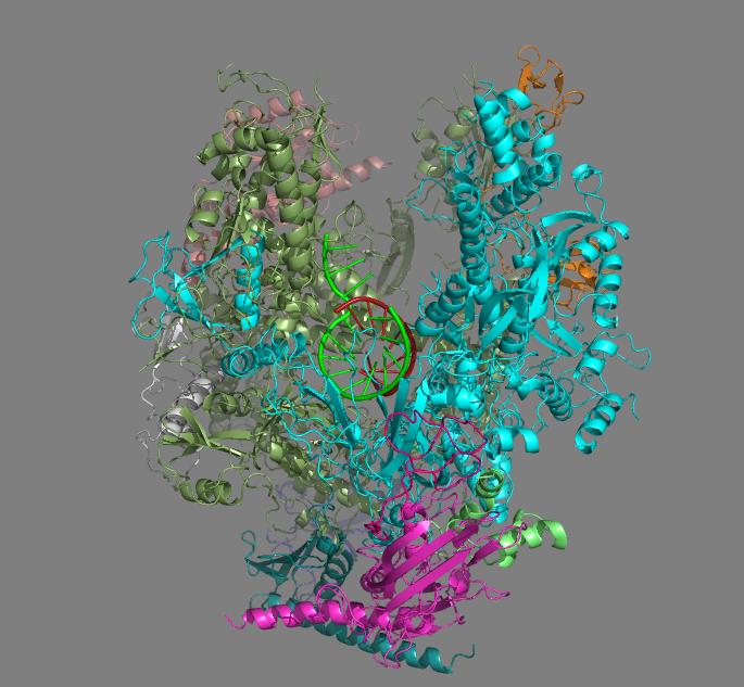 RNA polymerase II elongation complex PDB entry 1I6H 3521 amino acid residues (10