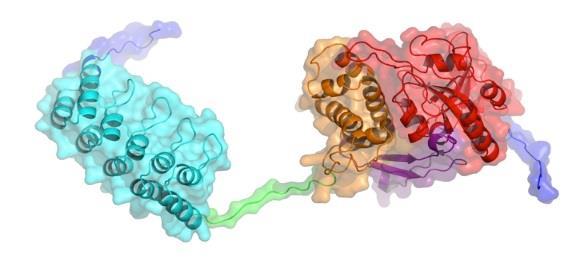 DARPin-Fusion Toxins A Very Potent Anti-Tumor Fusion Protein In vivo half-life DARPin ETA In vitro potency (IC 50 ) t ½ = 11.