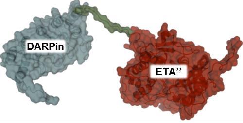 A Protease-Sensitive Prodrug-Like Fusion Toxin 3C protease DARPin-ETA" Aha486/AhaKDEL -3C-PEG 20kDa Click kda Di-PEGylated Aha486 Click