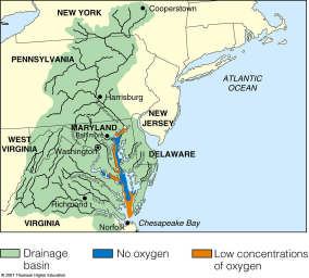 Case Study: The Chesapeake Bay An Estuary in Trouble Pollutants from six states contaminate the shallow estuary, but cooperative efforts have reduced some of the pollution inputs.
