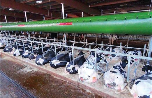 3 Effective cooling with 3D barn climate simulation INPUT: Exact position on the cow Precise analysis of exhaust air Highest energy efficiency Inch-perfect measurement Ideal air exchange rate Optimal