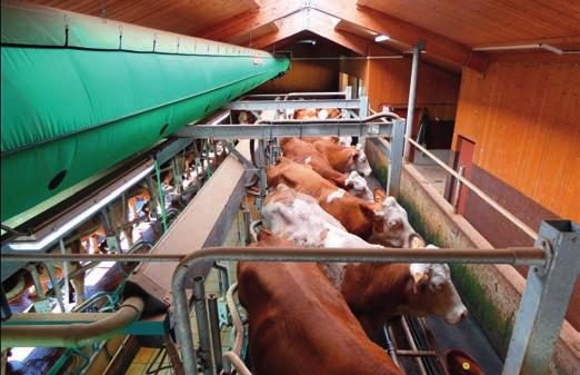 4 Benefits for milking parlours and holding areas: Heat stress reduction through precision-directed air flows in milking parlour Ideal conditions for milkers thanks to targeted fresh air supply in