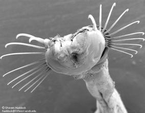 the copepods which feed by