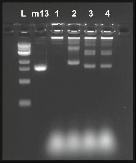Supplemental Figures Figure S1. Fluorescent image of a 1.5% agarose gel containing crude DNA folding mixtures stained with Ethidium bromide.