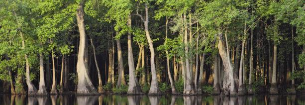 Conservation That Pays Ecosystem Services and the Return of the Ivory-billed Woodpecker Forested wetlands provide valuable services to humanity they store flood waters, keep pollutants and sediment
