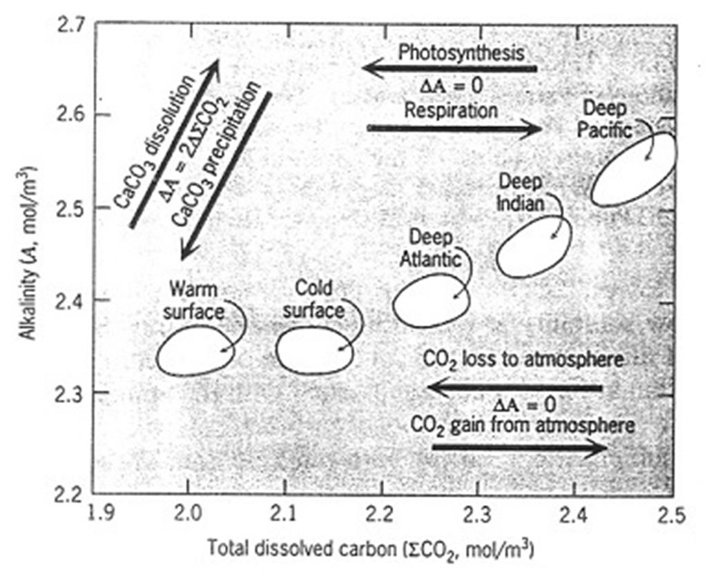 Calcification Effects on Alk-pH-ΣCO 2 Surface-ocean plankton remove CO 3 2- and Ca 2+ from seawater to form CaCO 3 tests (calcification): CO 3 2- + Ca 2+ CaCO 3