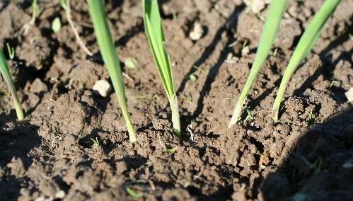Stand Establishment Seed quality. The coleoptile protects the seedling shoot as it emerges through the soil. Wheat seed with long coleoptiles emerge better than those with short coleoptiles.