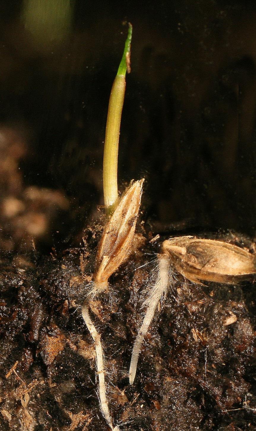Seed Germination Radicle Emergence Protein synthesis is
