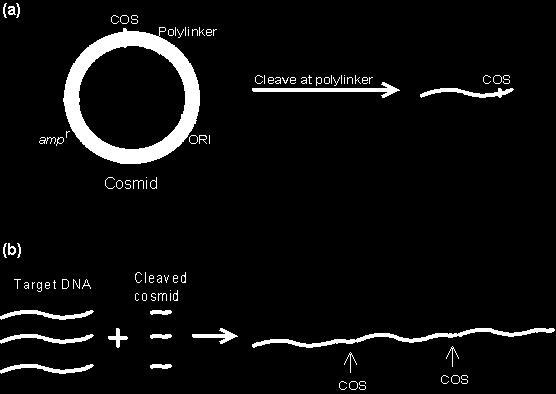 COSMID VECTOR The cosmid vector is a combination of the plasmid vector and the COS site which allows the target DNA to be inserted into the λ head.