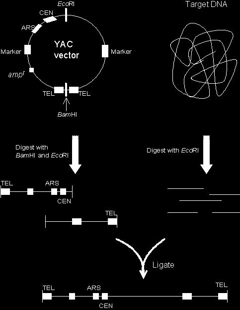 Yeast Artificial Chromosomes The yeast artificial chromosome (YAC) vector is capable of