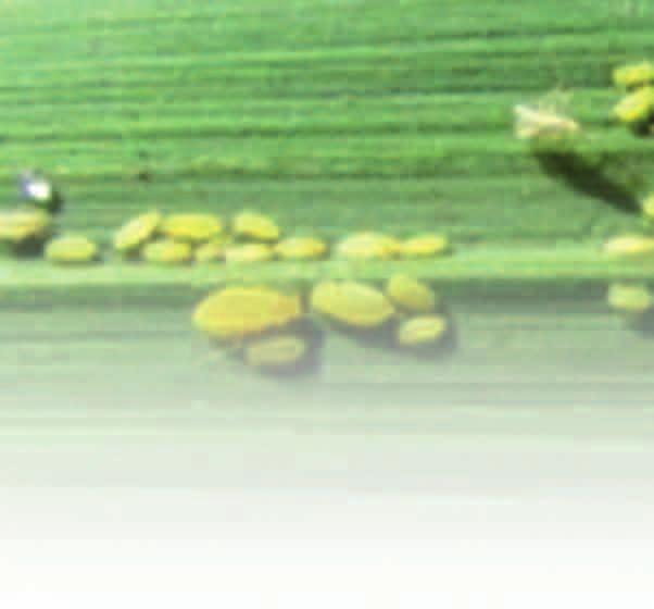 12 New Pest Alert! ssipha flava, commonly referred to as Yellow Sugarcane Aphid (YSA), is a new pest of sugarcane in various parts of our industry.