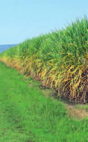 The stages of sugarcane most susceptible to damage seem to be young plants less than one metre in height, and older plants following the period of most rapid growth.