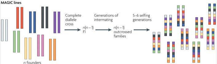 Material for association mapping MAGIC lines: Multi-parent Advanced Generation Intercross Give genetic map resolution of about 300kb or 50 genes Kover