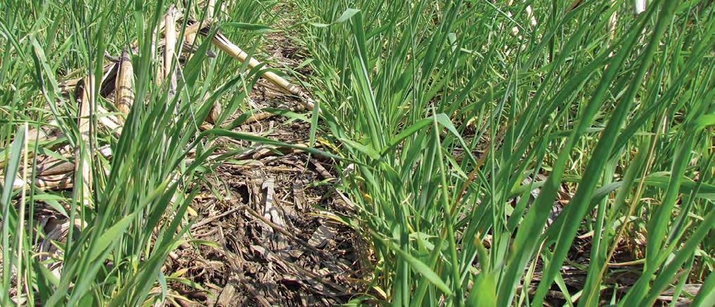 For example, winter rye offers benefits of easy establishment, seeding aerially or by drilling, growth in cool conditions, initial growth when planted in the fall, and continued growth in the spring.