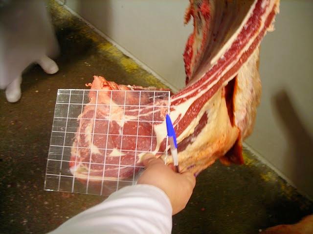 Each square occupied by the section of the Longissimus dorsi muscle will be counted for the evaluation of the loin eye area.