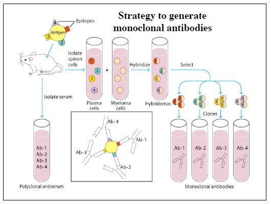Monoclonal antibodies -Hybridoma technology can be used to produce monoclonal antiglobulin serum.