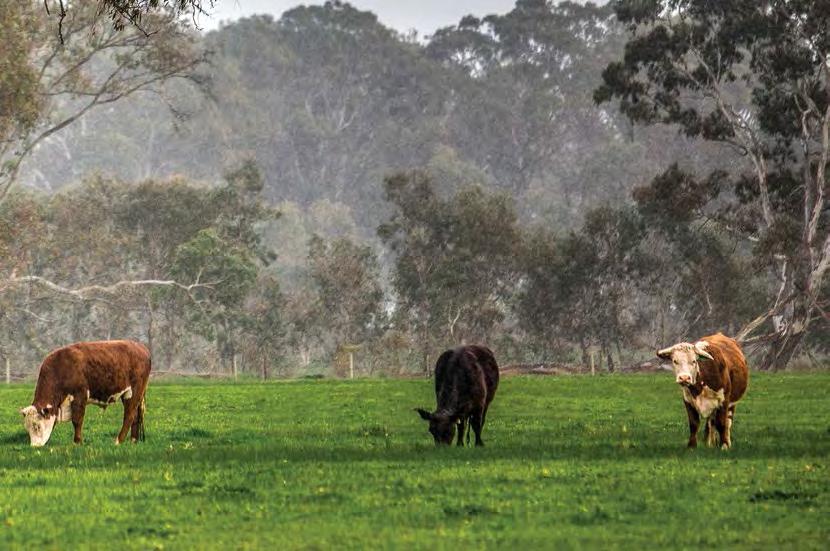 TEYS IS AN AUSTRALIAN, EXPORT BEEF PROCESSING AND VALUE ADDING COMPANY THAT HAS GROWN FROM HUMBLE BEGINNINGS