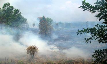 AIR POLLUTION AND ITS EFFECTS Case: 2015 Indonesian Forest Fires From September to October 2015, daily estimated GHG emissions from fires in Indonesia surpassed average daily emissions from the