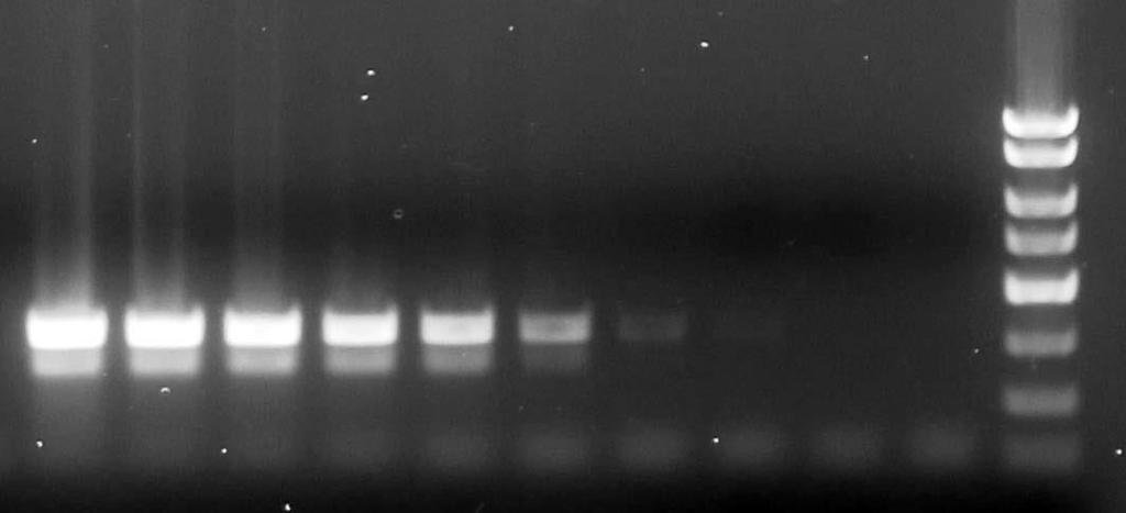 1 2 3 4 5 6 7 8 - - M SNV Figure 1: A representative 1X TAE 1.5% agarose gel showing the amplification of SNV serially diluted (lane 1 to 8).