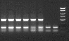 1 2 3 4 5 6 7 8 M Isolation control PCR control Figure 2: A representative 1X TAE 1.