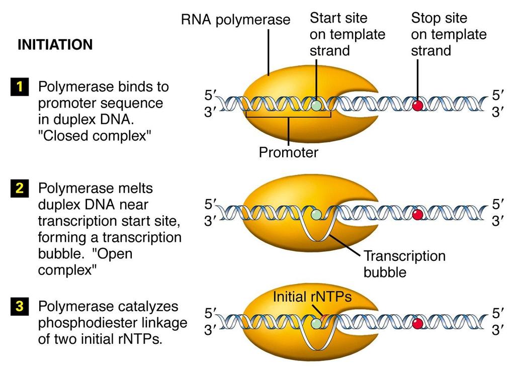 Transcription Cycle Not all RNA polymerase complexes transcribe until the end of the gene.