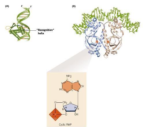 camp induced binding of CAP to DNA CAP binds to DNA via a helix-turn helix motif.