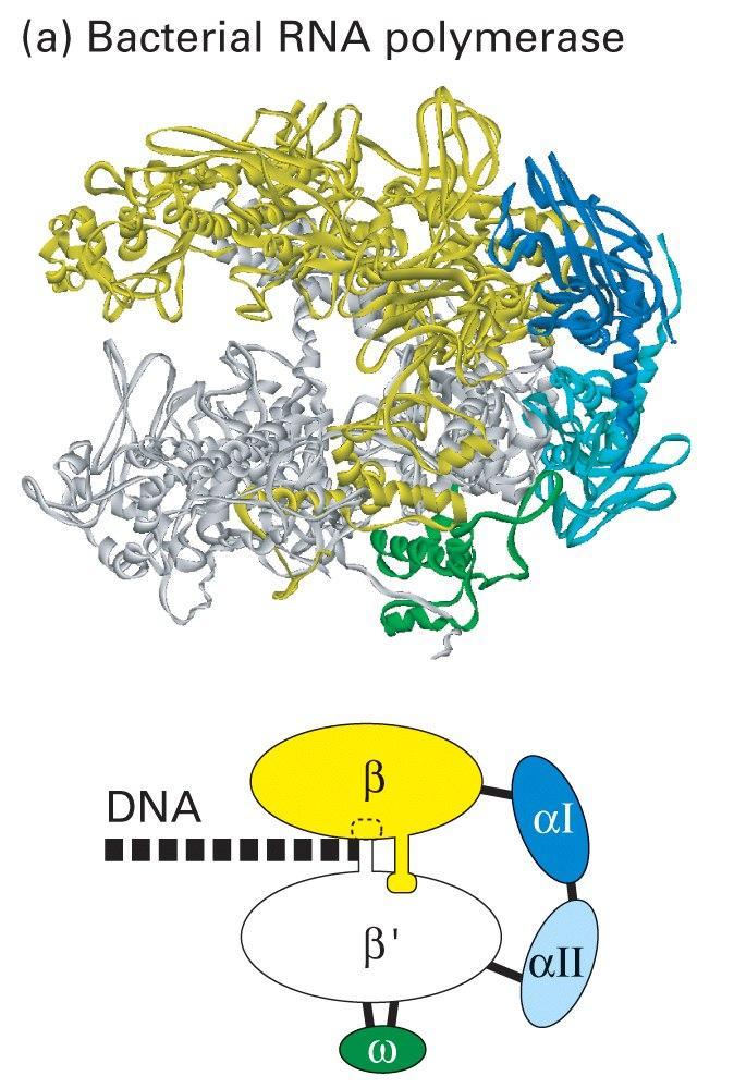 Structure of RNA polymerase The core RNA polymerase (alpha, beta) associate with the sigma factor (mostly sigma 70)to generate the RNA polymerase holoenzyme.