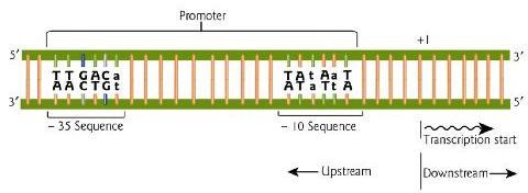 Basal Promoter Elements Promoter: The combination of DNA sequence elements required for the recruitment of RNA polymerase -35 and -10 elements are