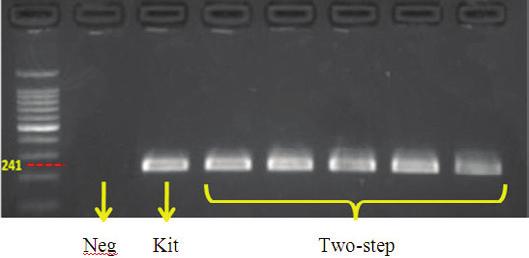 Checking DNA sample after 2 months stored by PCR assay, PCR product at 241bp is the right product, lane 1: negative control with water as template, lane 2: DNA sample extracted by Qiagen KIT, lane 3,
